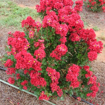 Lagerstroemia 'Enduring Summer Red'