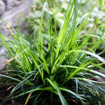 Carex oshimensis 'Everdi'