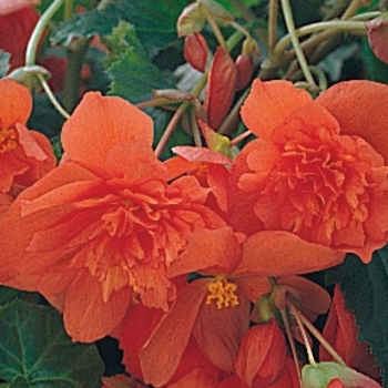 Begonia tuberhybrida 'Illumination Orange'