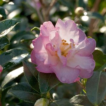 Camellia sasanqua 'Yume' 