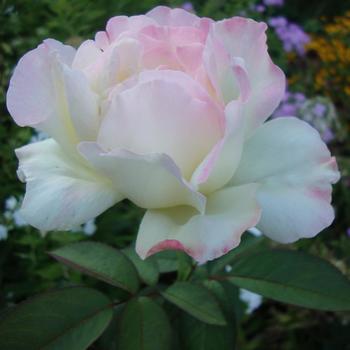 Rosa 'Garden Party' (Rose)