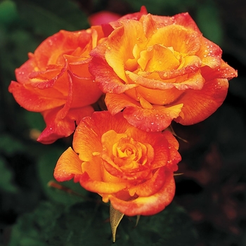 Rosa 'Rio Samba' (Rose)