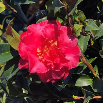 Camellia sasanqua 'Royal Flush'