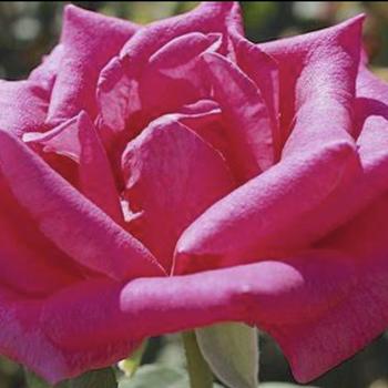 Rosa x 'Perfume Delight™'