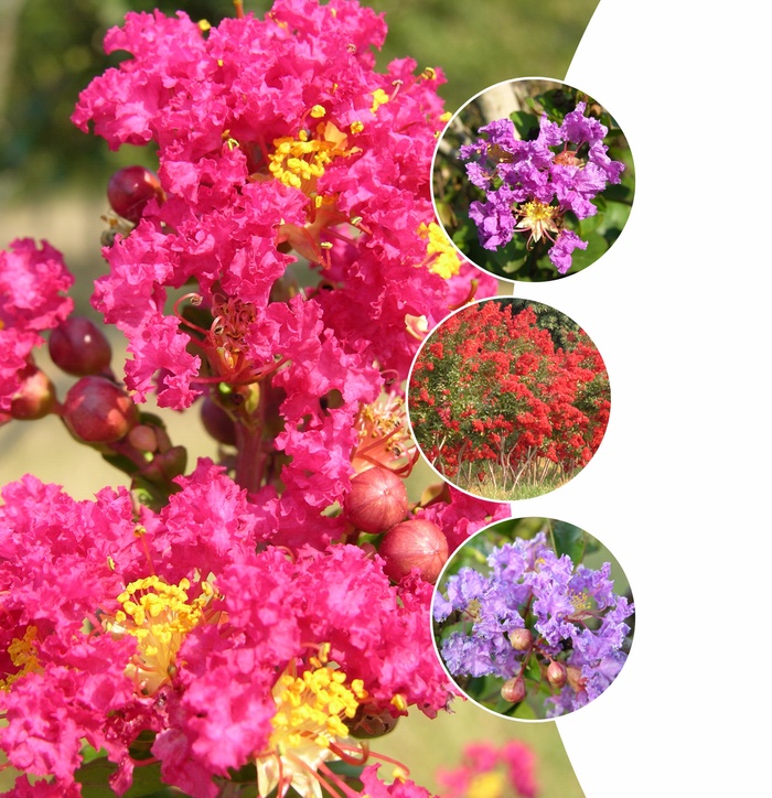 Crape Myrtle - Lagerstroemia - Multiple Varieties