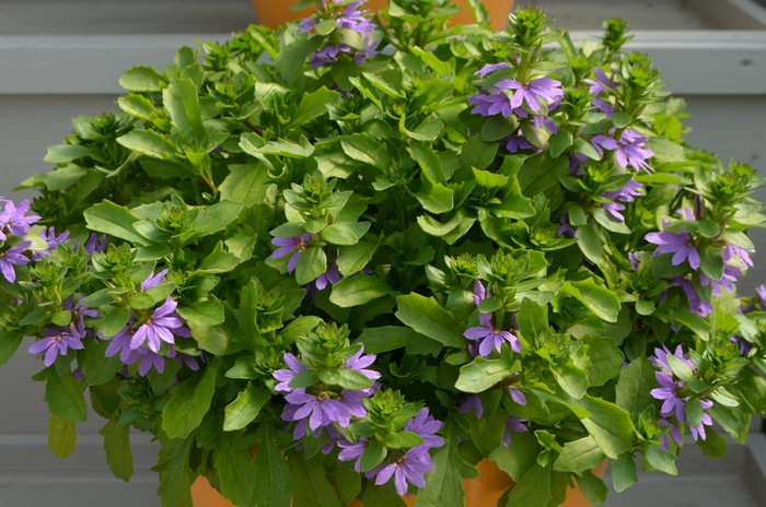 Fan Flower - Scaevola 'Blue Touch'