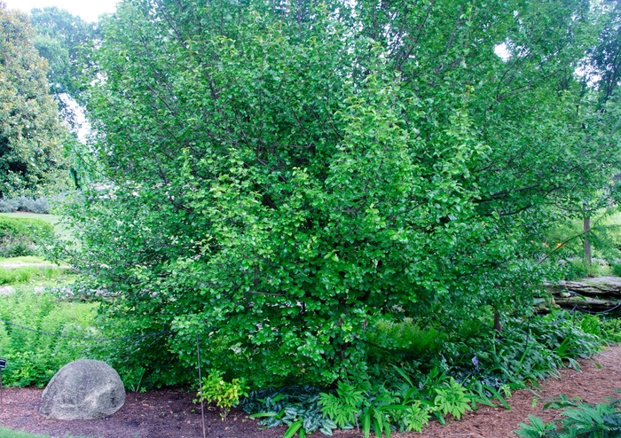 Southern Blackhaw Viburnum - Viburnum rufidulum