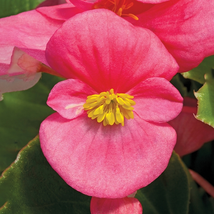 Begonia - Begonia semperflorens ' Bada Bing Rose'