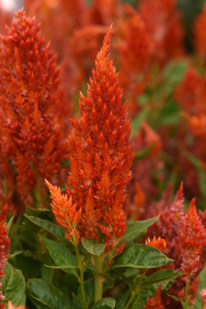 Celosia - Celosia 'Sunday Orange'